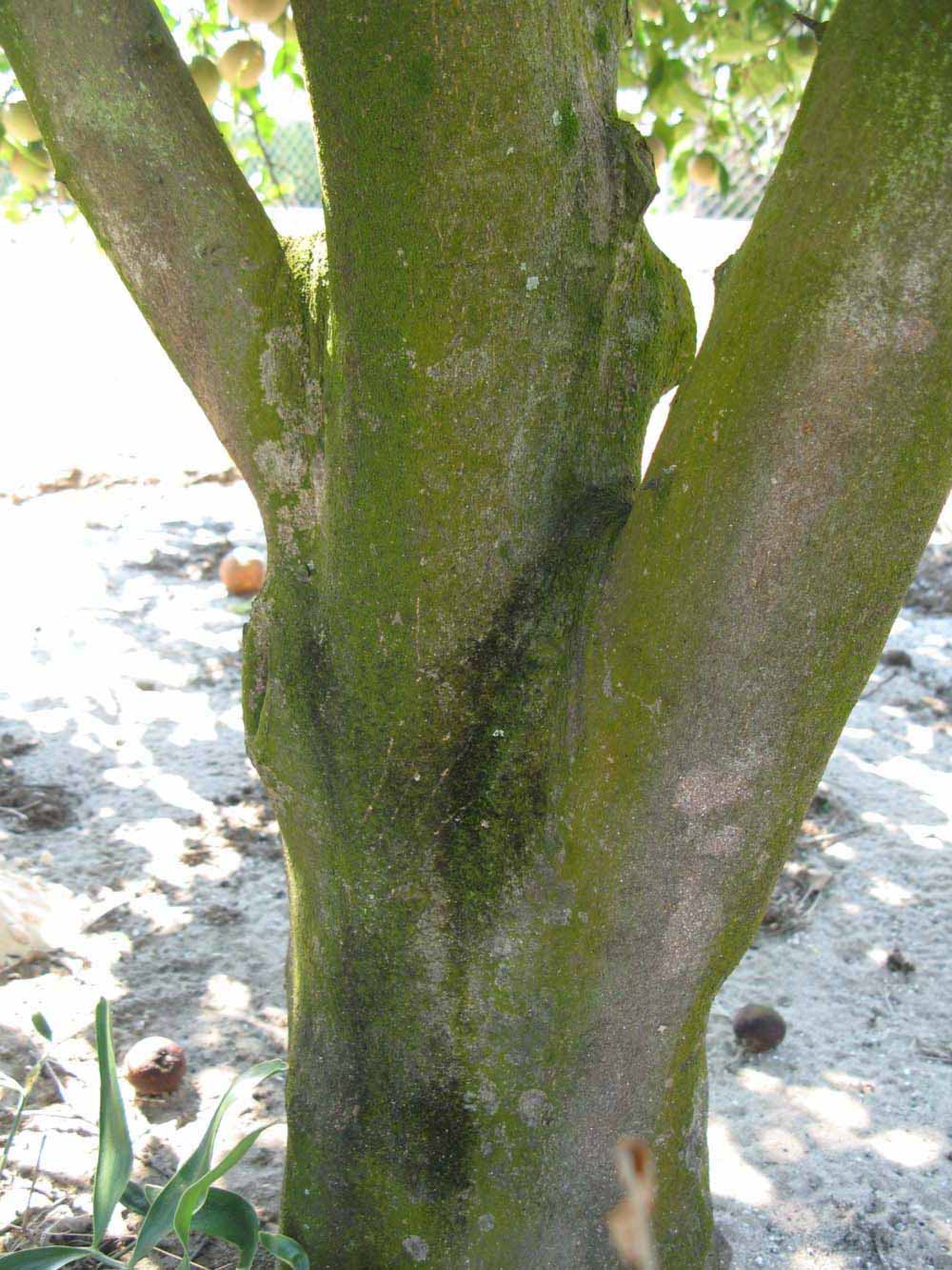            Bark (Winter Haven, FL)   